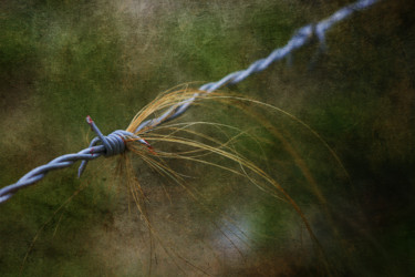 Photographie intitulée "Crin" par Jean-François Mansencal, Œuvre d'art originale, Photographie numérique