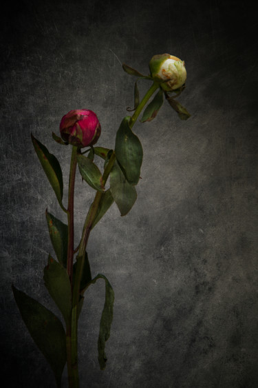 Photographie intitulée "Mort-né 2" par Jean-François Mansencal, Œuvre d'art originale, Photographie numérique