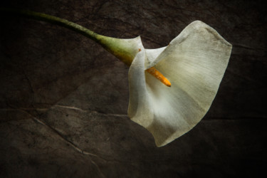 Photographie intitulée "Sans trompette" par Jean-François Mansencal, Œuvre d'art originale, Photographie numérique