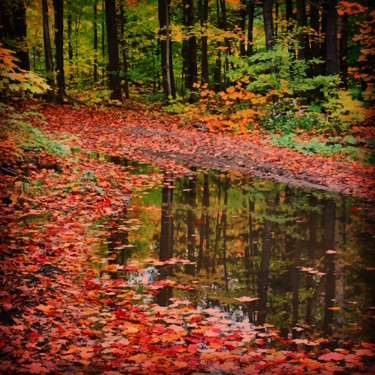 Photographie intitulée "LE MIROIR DE LA FOR…" par Jean-Luc Osswald, Œuvre d'art originale, Photographie numérique
