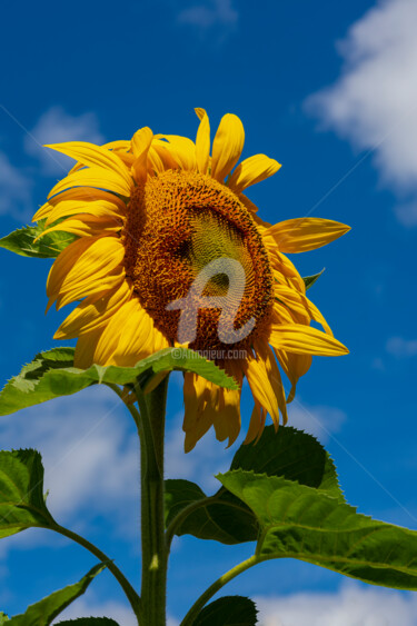 Photography titled "Bright, golden sunf…" by Benjamin, Original Artwork, Digital Photography