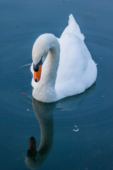 Photographie intitulée "Saturnin reflet" par Nicolas Bernié, Œuvre d'art originale, Photographie non manipulée