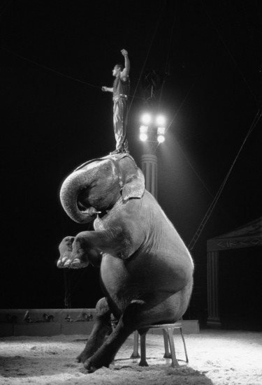 l'elefante del circo roma 摄影 标题为“l'elefante del circ…” 由Roberto Ferrero, 原创艺术品, 电影摄影