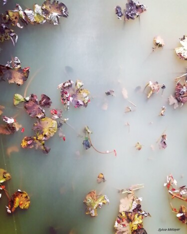 Photography titled "Nénuphars" by Sylvie Metayer, Original Artwork, Digital Photography
