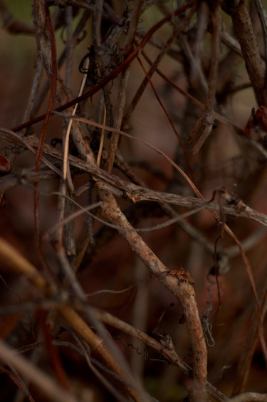 Photographie intitulée "Autumn weaves" par Ekaterina Bokova, Œuvre d'art originale, Photographie numérique