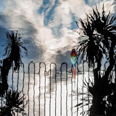 Photographie intitulée "water parrot" par Jean-Charles Folliet, Œuvre d'art originale, Photographie numérique Monté sur Alum…
