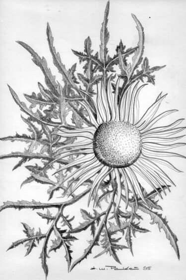 Σχέδιο με τίτλο "Silberstift Distel" από Tatjana M. Pankau, Αυθεντικά έργα τέχνης, Silverpoint