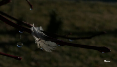 Photography titled "1080195X_Plume_Gout…" by L'Atelier De Nanou, Original Artwork, Digital Photography