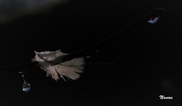 Photography titled "1080003 A_L'oeil du…" by L'Atelier De Nanou, Original Artwork, Digital Photography