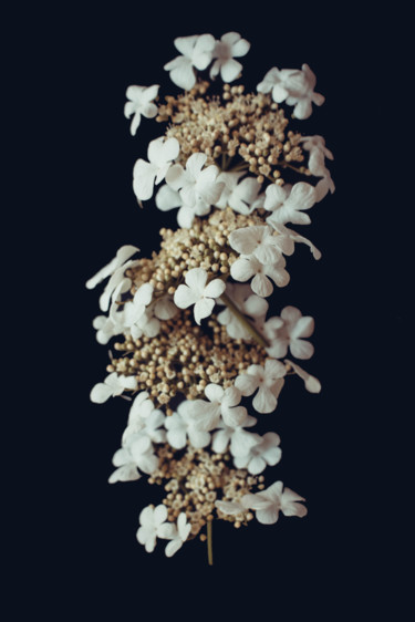 제목이 "Lilac blossom"인 사진 Larisa Siverina로, 원작, 조작되지 않은 사진