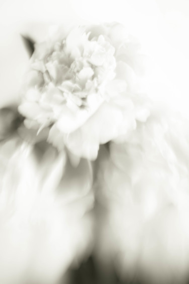 제목이 "White blossom"인 사진 Larisa Siverina로, 원작, 조작되지 않은 사진