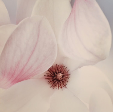 제목이 "Magnolia"인 사진 Hrnjak Maja로, 원작, 디지털