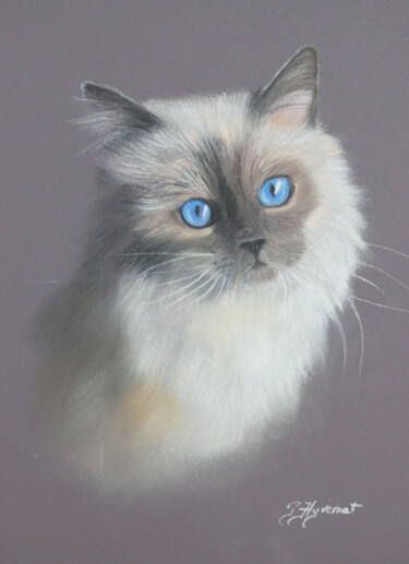 Drawing titled ""Sweety" chat sacré…" by Patricia Giroldini Hyvernat, Original Artwork, Pastel