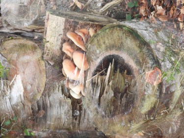 Dans les bois