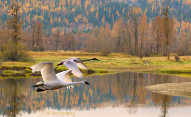 Photographie intitulée "Swans fly past" par Joe Pate, Œuvre d'art originale, Photographie numérique