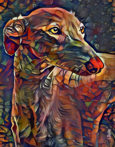 Galgo, dog