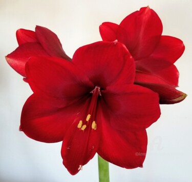 Photography titled "Red Amaryllis" by Andrew Walaszek, Original Artwork, Digital Photography