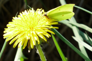 Fotografie mit dem Titel "Citron" von Camille R., Original-Kunstwerk, Nicht bearbeitete Fotografie