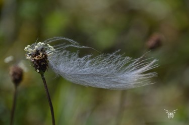 Fotografía titulada "Légère" por Dominique Guillaume, Obra de arte original, Fotografía digital