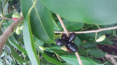 Photography titled "Jambolão - Fruta do…" by Paulo Gonzalez, Original Artwork, Non Manipulated Photography