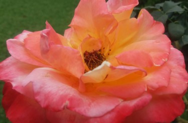 Fotografia intitulada "Rosa amarela e lara…" por Paulo Gonzalez, Obras de arte originais, Fotografia Não Manipulada