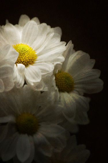 Photographie intitulée "Marguerite 2" par Jean-François Mansencal, Œuvre d'art originale, Photographie numérique