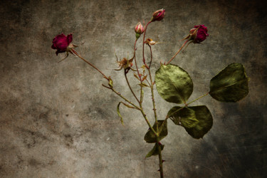 Photographie intitulée "Herbier" par Jean-François Mansencal, Œuvre d'art originale, Photographie numérique