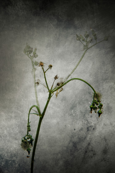 Photographie intitulée "Décrépitude" par Jean-François Mansencal, Œuvre d'art originale, Photographie numérique