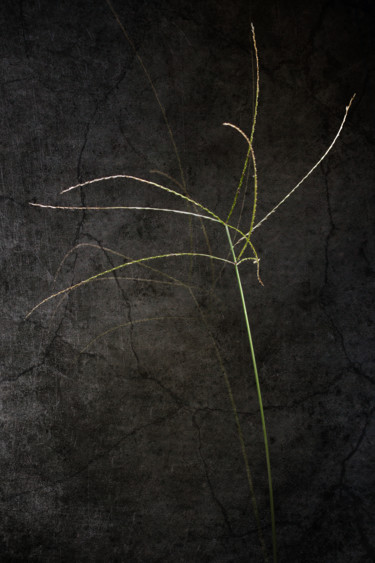 Photographie intitulée "Fibrille" par Jean-François Mansencal, Œuvre d'art originale, Photographie numérique