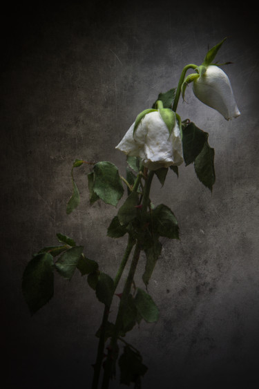 Photographie intitulée "Roses blanches fané…" par Jean-François Mansencal, Œuvre d'art originale, Photographie numérique