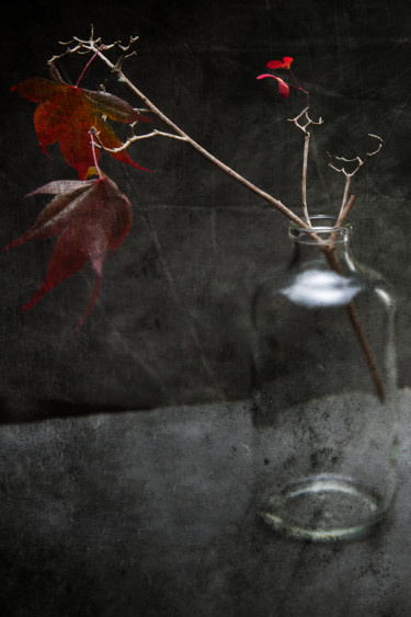 Photographie intitulée "Érable" par Jean-François Mansencal, Œuvre d'art originale, Photographie numérique