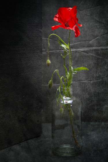 Photographie intitulée "Coquelicot 1" par Jean-François Mansencal, Œuvre d'art originale, Photographie numérique