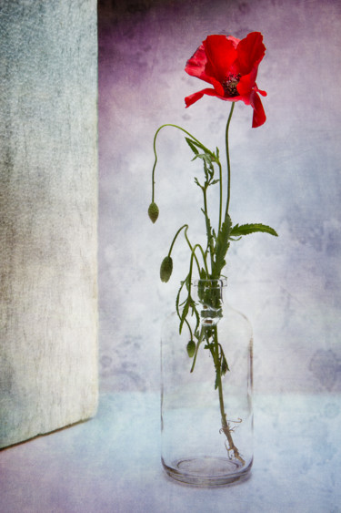 Photographie intitulée "Coquelicot 2" par Jean-François Mansencal, Œuvre d'art originale, Photographie numérique
