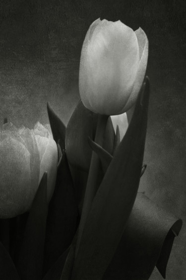 Fotografie getiteld "Tulipe 3" door Jean-François Mansencal, Origineel Kunstwerk, Digitale fotografie