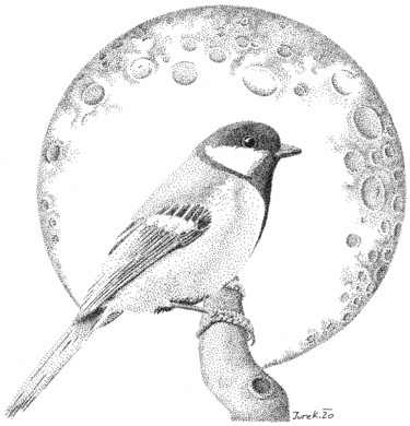 Drawing titled "parus major" by Jure Kralj, Original Artwork, Ink