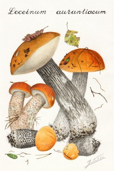 LECCINUM AURANTIACUM Painting titled "LECCINUM AURANTIACUM" by Dmitrii Kastalskii, Original Artwork, Watercolor
