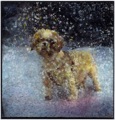 摄影 标题为“Snow dog - 1/7” 由Marc Paraskeva, 原创艺术品, 电影摄影 安装在纸板上