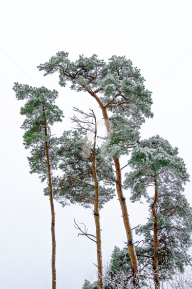 Pine trees lightly covered with snow on a frosty day Photography titled "Pine trees lightly…" by Benjamin, Original Artwork, Digital Photography