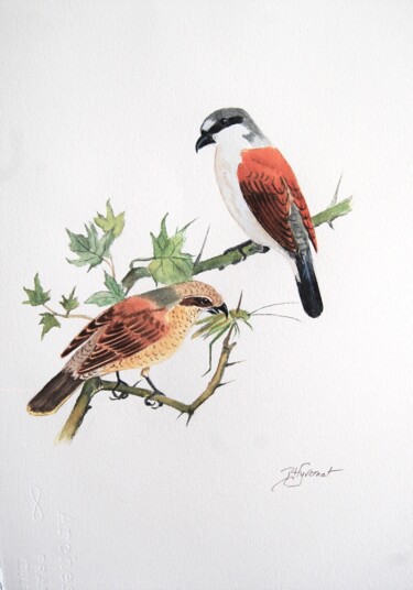 pies grièches écorcheurs- aquarelle signée Painting titled "pies grièches écorc…" by Patricia Giroldini Hyvernat, Original Artwork, Watercolor
