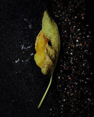 Dissociation 摄影 标题为“Dissociation” 由Martin Vallis, 原创艺术品, 数码摄影