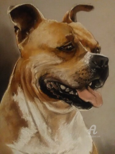 Dessin intitulée "Chien Pit" par Isabelle Derangere, Œuvre d'art originale, Pastel
