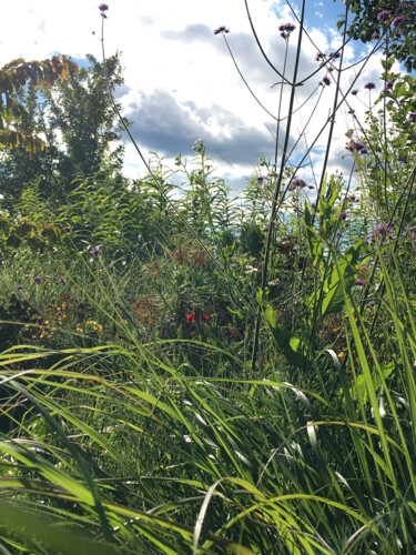 Photographie intitulée "Herbes folles" par Camille R., Œuvre d'art originale, Photographie non manipulée