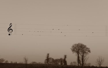 Photography titled "Portée d'oiseaux" by Michel Poirier, Original Artwork, Digital Photography