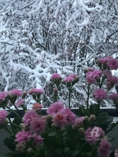 摄影 标题为“Winters calanchoe” 由Grazyna Hajewski, 原创艺术品, 数码摄影