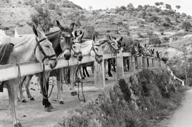 Photography titled "Anes  Espagne" by Michel Poirier, Original Artwork, Analog photography