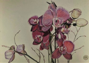 Orchidées