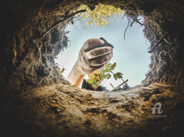 Photographie intitulée "Plantation" par Pascal Viaud, Œuvre d'art originale, Photographie numérique