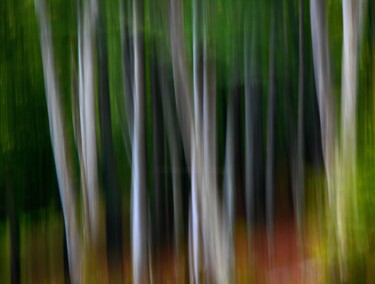 Photographie intitulée "Trees....." par Philippe Berthier, Œuvre d'art originale, Photographie numérique