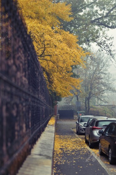 摄影 标题为“Autumn mood” 由Alen Gurovic, 原创艺术品, 非操纵摄影