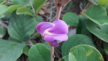 Photography titled "Periandra" by Luiz Pantaleão (Panta), Original Artwork, Digital Photography